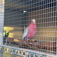 Cacatua roseicapilla