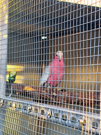 Cacatua roseicapilla