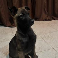 Cucciolo Pastore Belga Malinois 3 mesi, vaccinato