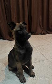 Cucciolo Pastore Belga Malinois 3 mesi, vaccinato