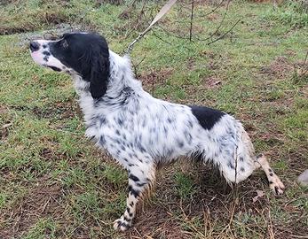 Setter inglese maschio pedegree