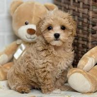 MALTIPOO - MALTIPO CUCCIOLI ALBICOCCA pag 12 mesi