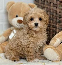 MALTIPOO - MALTIPO CUCCIOLI ALBICOCCA pag 12 mesi