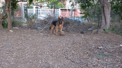 Pastore tedesco per M.O.N.T.A