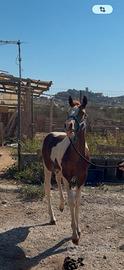 Cavalli Paint horse