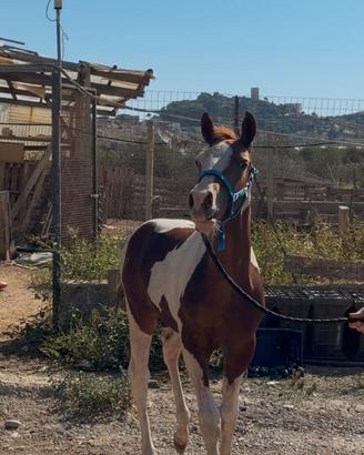 Cavalli Paint horse