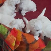 Cuccioli di Maltese