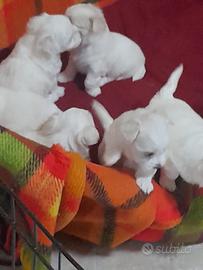 Cuccioli di Maltese