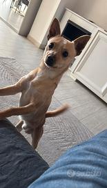 Cagnolino di 3 anni incrocio molto giocherellone