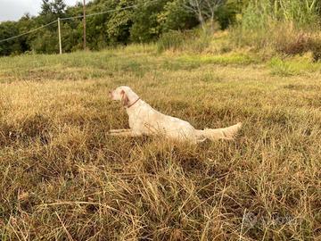 Cuccioli di setter inglese