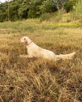 Cuccioli di setter inglese
