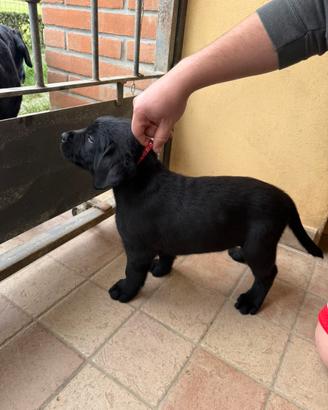 Cuccioli Labrador