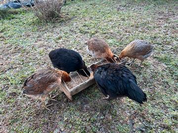 Galline Galli ornamentali