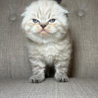 Gattini scottish maschio e femmina