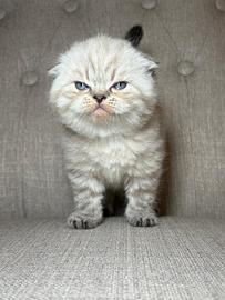 Gattini scottish maschio e femmina