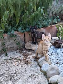 Gattini
