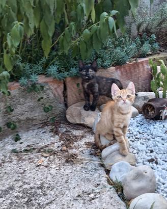 Gattini