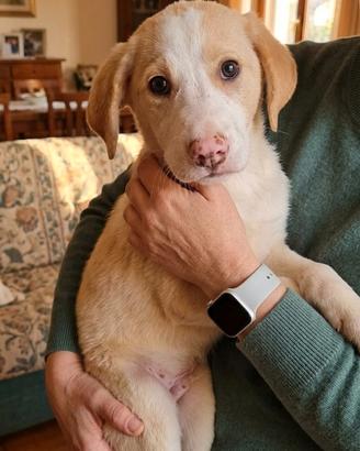 Cuccioli taglia piccola e media in adozione