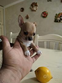 Chihuahua Fulva Femmina Mini