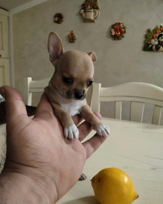 Chihuahua Fulva Femmina Mini