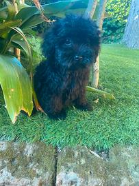 Cuccioli di Maltipoo nero