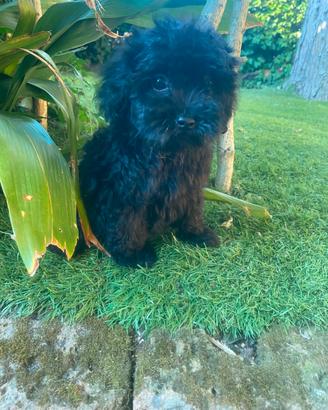 Cuccioli di Maltipoo nero