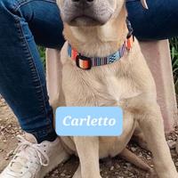 Meravigliosi mix retriever/pastore