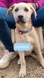 Meravigliosi mix retriever/pastore