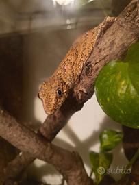 Geco rhacodactylus auriculatus