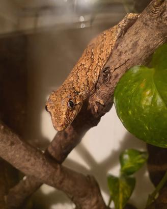 Geco rhacodactylus auriculatus