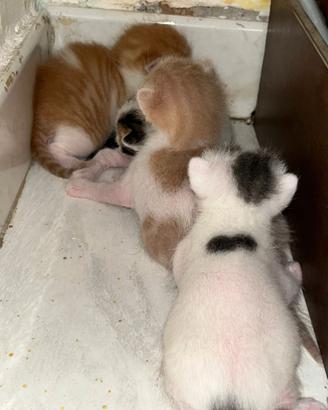 Solo una disponibile