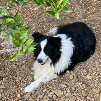 In arrivo border collie