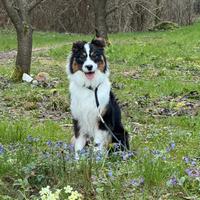 Australian Shepherd