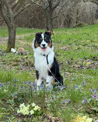 Australian Shepherd
