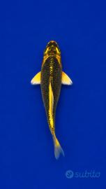 Carpa Koi 20 cm
