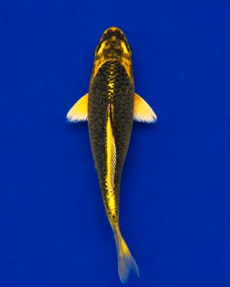 Carpa Koi 20 cm