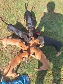 Cuccioli di segugio italiano