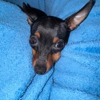 Pincher toy femmina 4 anni