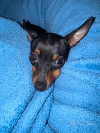 Pincher toy femmina 3 anni e mezzo