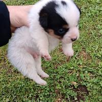 Cuccioli di maltipoo