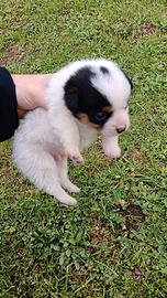 Cuccioli di maltipoo