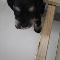 Snauser nano maschio