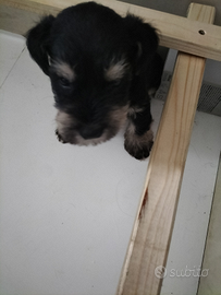 Snauser nano maschio