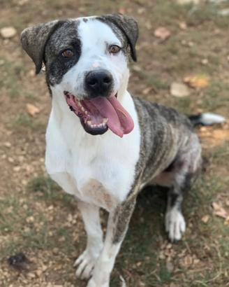 Max cane in adozione