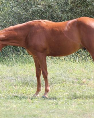 Paint castrone