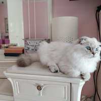 Scottish fold Highland Fold