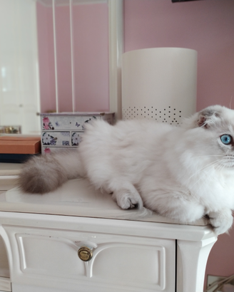 Scottish fold Highland Fold