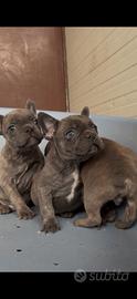 Bulldog francese