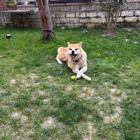 Akita inu per monta