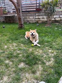 Akita inu per monta